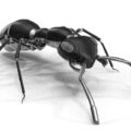 Tiny Robots That Replicate Ants 