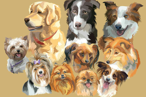 Types of Dog Breeds