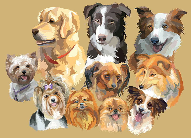 Types of Dog Breeds