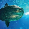 Lonely Sunfish Cheered Up