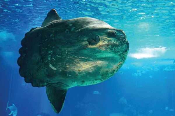 Lonely Sunfish Cheered Up