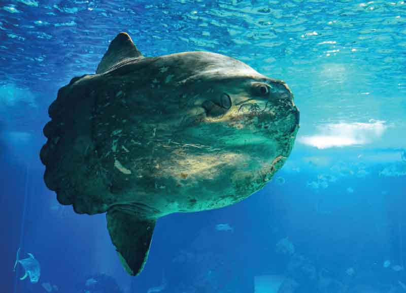 Lonely Sunfish Cheered Up