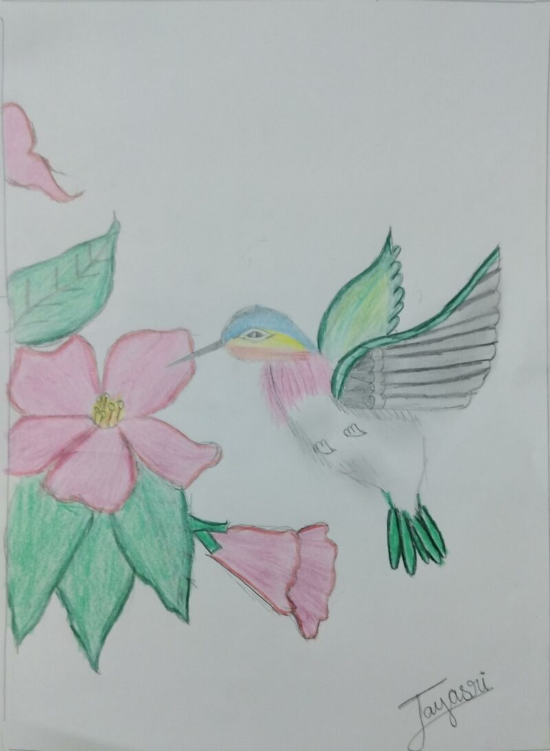 A Humming bird