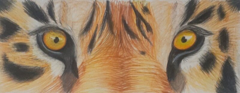 Pencil Colour Tiger