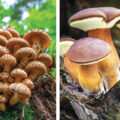 Fungi Species in Danger - News for Kids