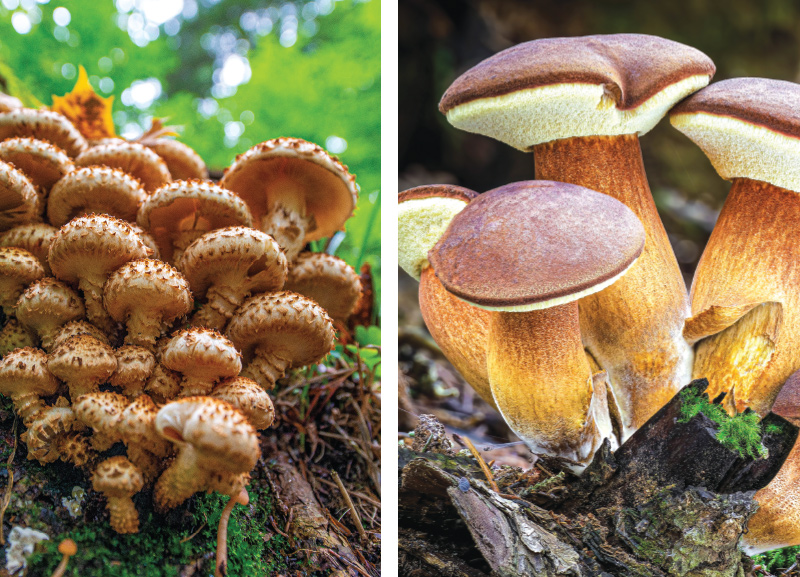 Fungi Species in Danger