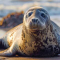 Grey Seals’ Unique Ability - News for Kids