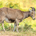 Nilgiri Tahr Census Conducted - News for Kids