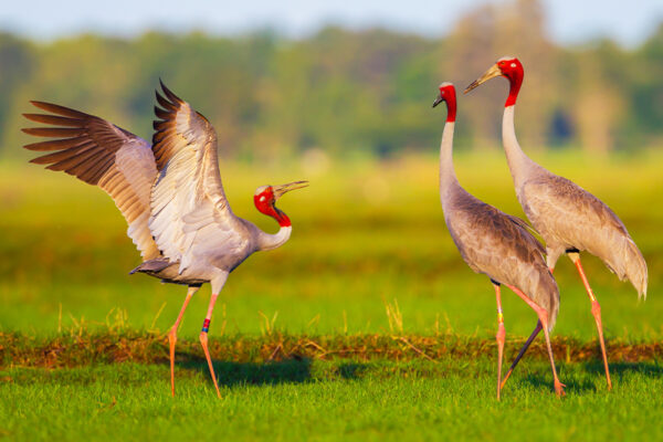 Wildlife: The Secret Lives of Birds 