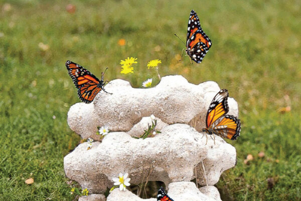 Eco-friendly Butterfly Nest