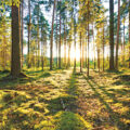Forests: Our Lifeline