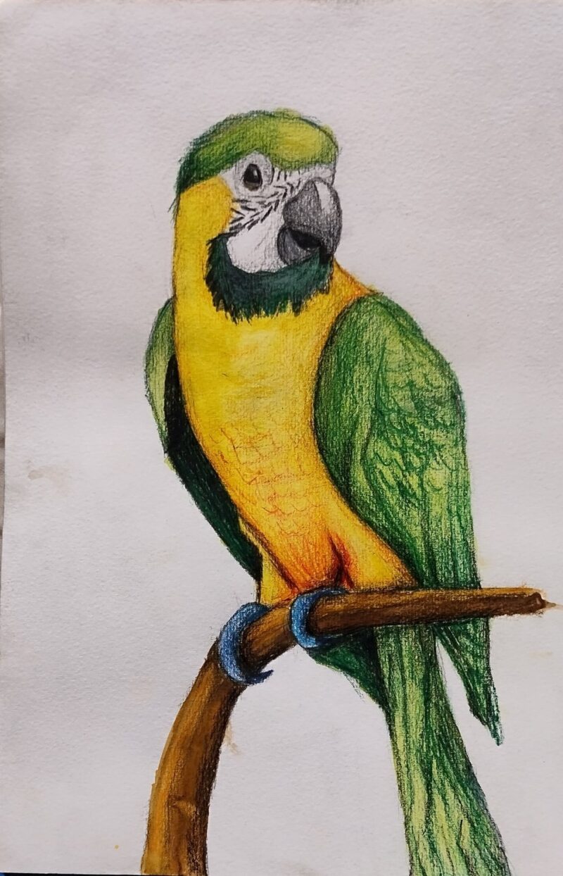 Parrot Portrait