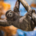 Study on Sloths - Environment News for Kids