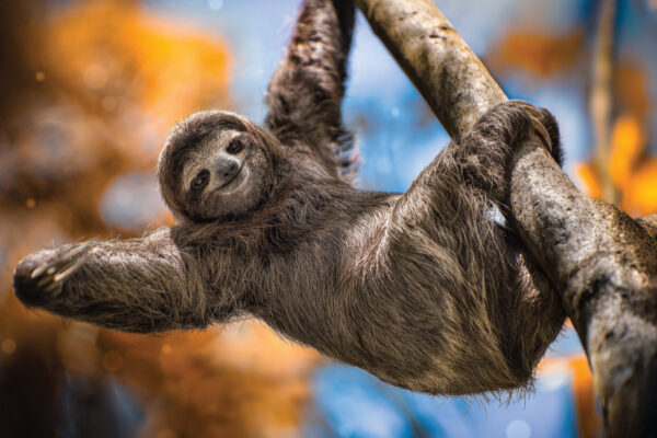 Study on Sloths  