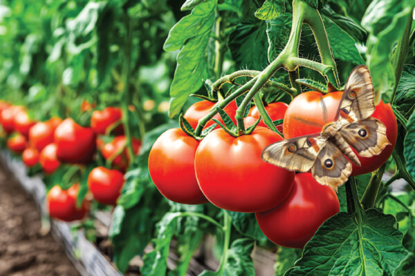 Animals Respond to Plant Sounds