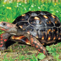 Tortoises Experience Feelings - Environment News for Kids