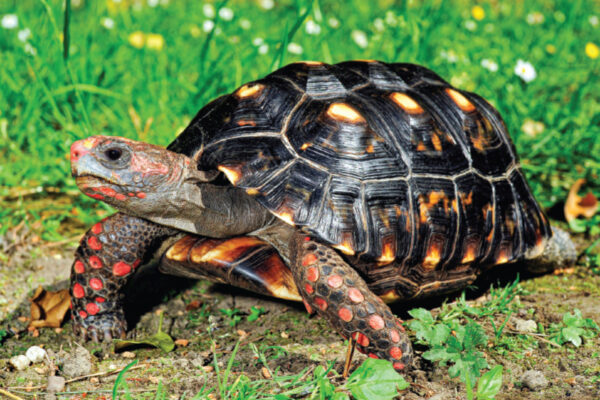 Tortoises Experience Feelings