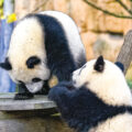 Does a giant panda’s tail grow?
