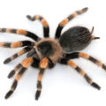 What happens to tarantulas when they moult?