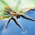 Wildlife: Spidey Secrets 