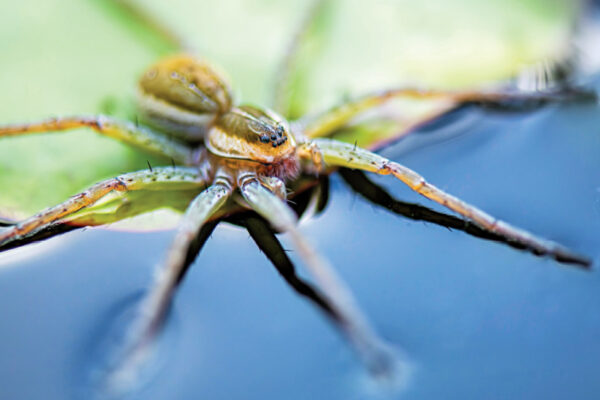 Wildlife: Spidey Secrets 