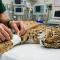 Advancement in Animal Care - News for Kids