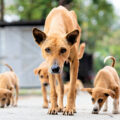 Stray Dog Care - News for Kids