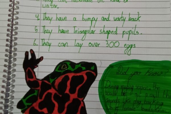 About Oriental Fire-bellied Toad