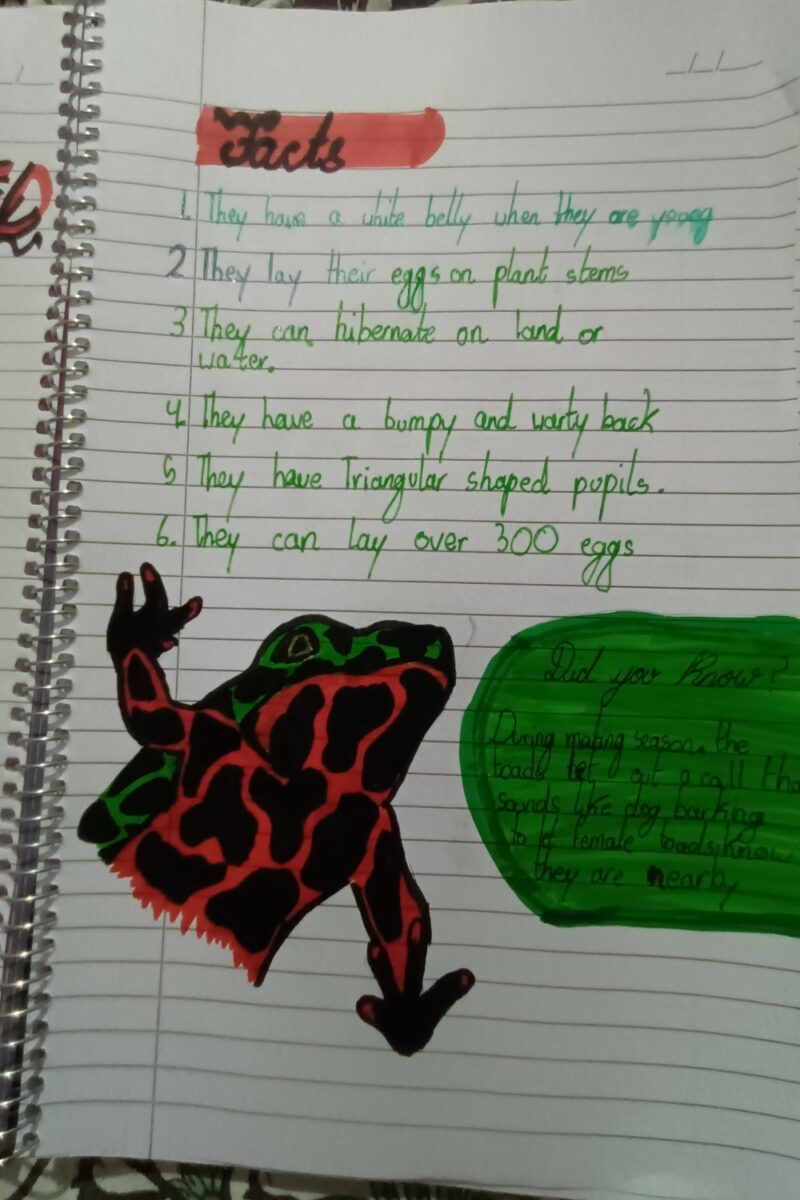 About Oriental Fire-bellied Toad