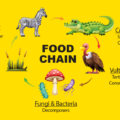 What is a food chain?