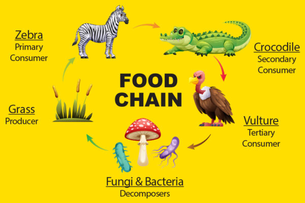 What Is a Food Chain?  