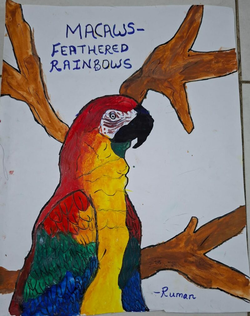 Macaws: Feathered Rainbows