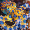 Study on Octopuses’ Arms - News for Kids