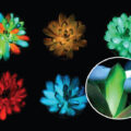 Plants That Glow Developed - News for Kids