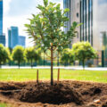 Cooling Function of Trees - Environmental News for Kids