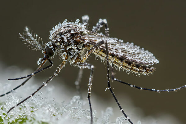 Mosquitoes Discovered in Iceland