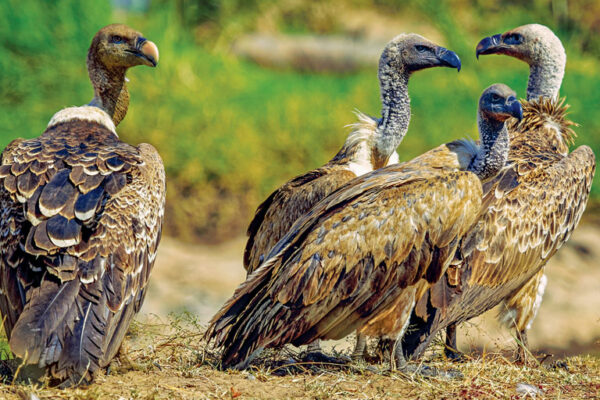 Secrets of Adaptation