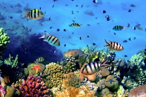 Under the Sea