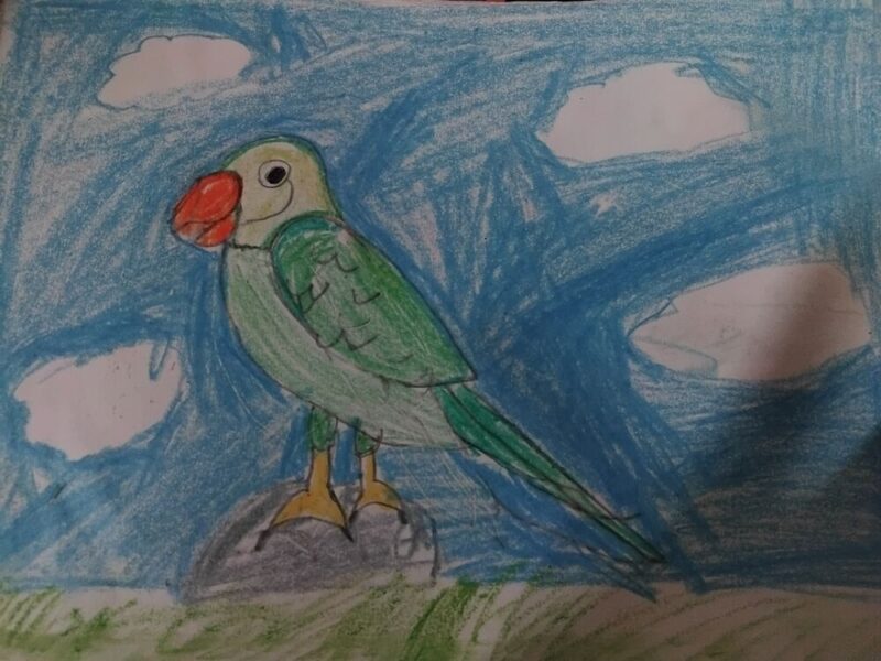 My Parrot