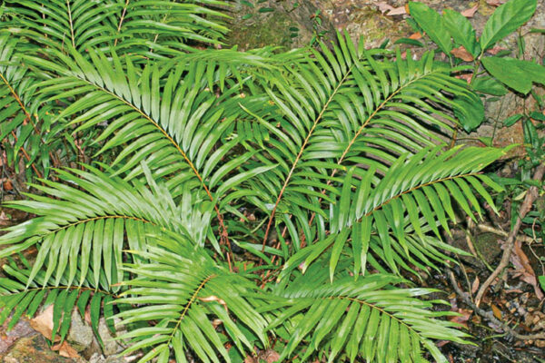 Harvesting Elements from Plants