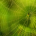 Enhancing Spider Silk - News for Kids