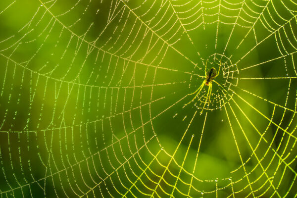 Enhancing Spider Silk
