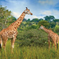 Role of Giraffes’ Legs - News for Kids