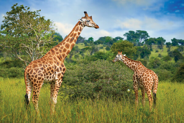 Role of Giraffes’ Legs