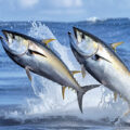 Boosting Fishery Efforts - News for Kids