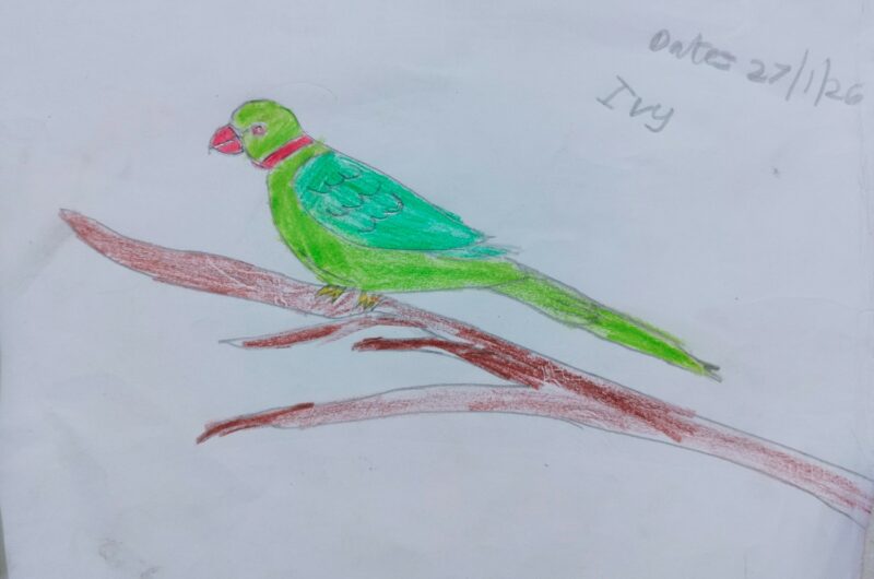Parrot