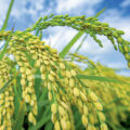 India’s Rice Production - News for Kids