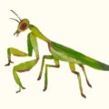 Praying Mantis
