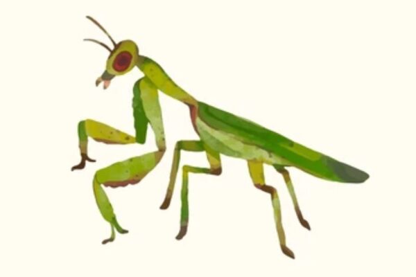 Praying Mantis