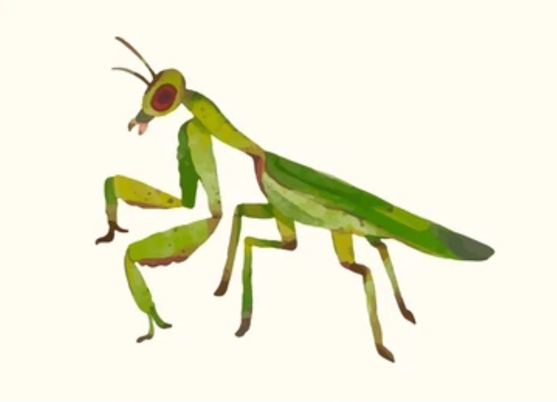 Praying Mantis